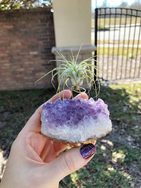 Raw Amethyst Gold Dipped Cluster With Air Plant