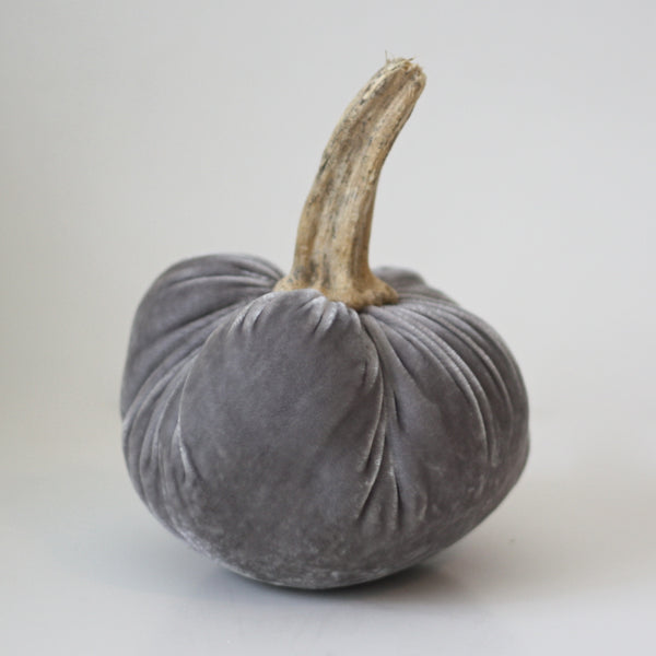 Gray Velvet Pumpkin with Real Stem