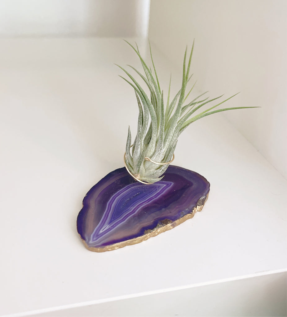Purple Agate pet Rock with AirPlant